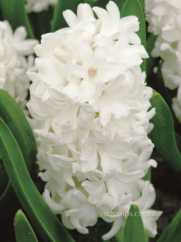 Pallas - Hyacinth