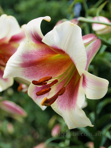Passion Moon - Lilium