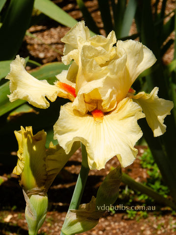 Passionately Yours - Bearded Iris