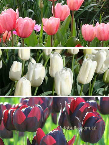 Pastel Flow Blend - Tulips