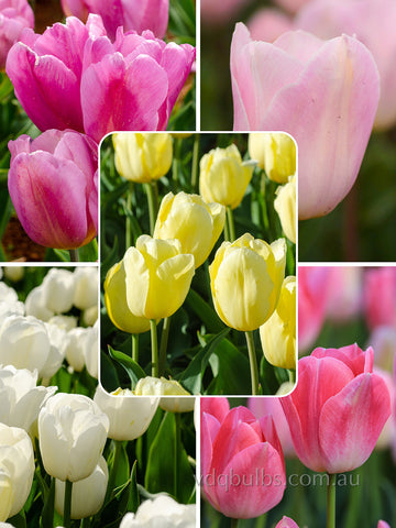 Pastel Perfection Blend - Tulips