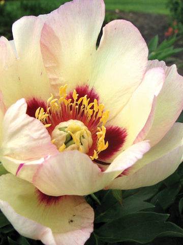 Pastel Splendor - Itoh Peony