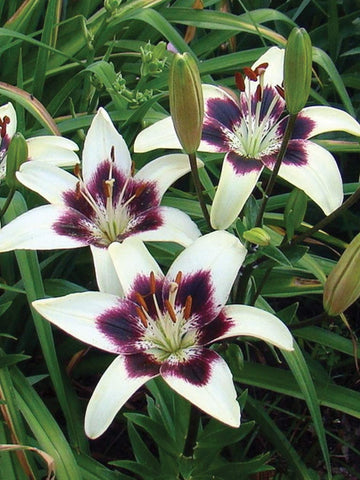 Patricia's Pride - Lilium