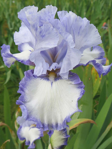Pay the Price - Bearded Iris
