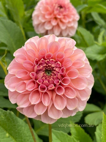 Peach Melba - Dahlia