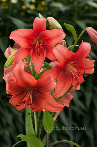 Pearl Lorraine - Lilium