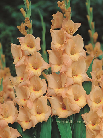 Peche Melba - Gladioli