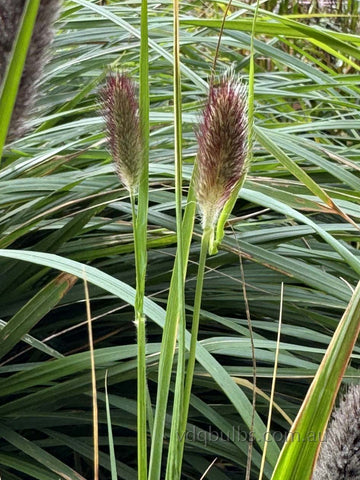 Pennisetum Red Buttons