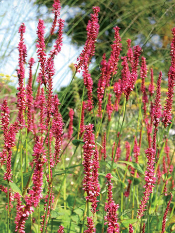 Persicara amplexicaulus 'Summer Dance'