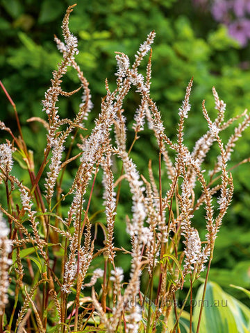 Persicaria amplexicaulis alba