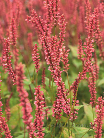Persicaria amplexicaulis 'Orange Field'