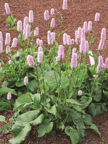 Persicaria bisorta superba