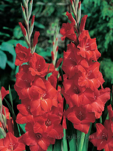 Peter - Glamini Gladioli