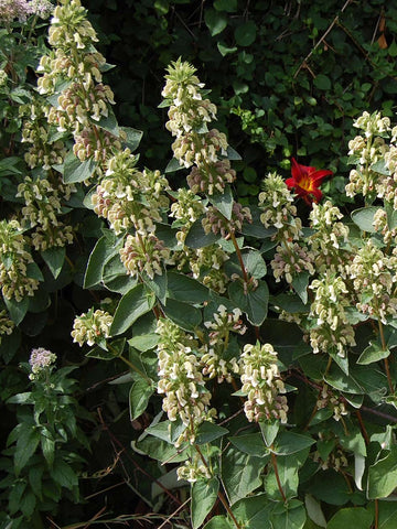 Phlomis samia