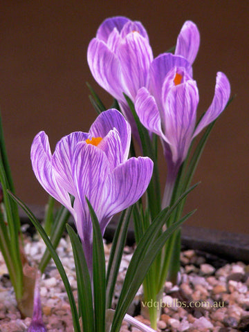Pickwick - Crocus
