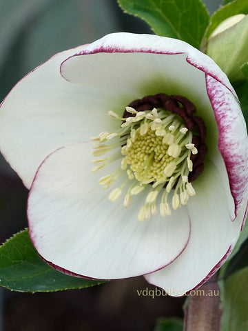 Picotee Single - Hellebore