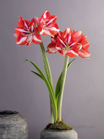 Pierrot - Hippeastrum