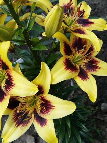 Pieton - Tango Lilium