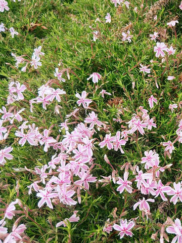 Pink and White - Alpine Phlox
