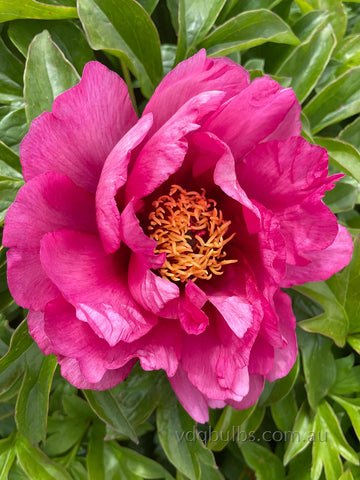 Pink Ardour - Itoh Peony