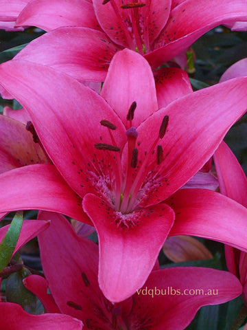Pink County - Lilium