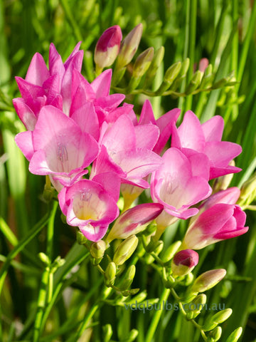 Pink Devotion - Single Freesia