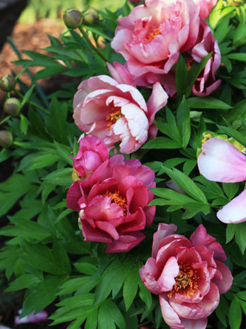 Pink Double Dandy - Itoh Peony