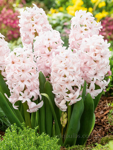 Pink Elephant - Hyacinth