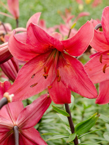 Pink Flight - Tiger Lilium