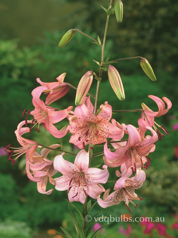 Pink Giant - Lilium