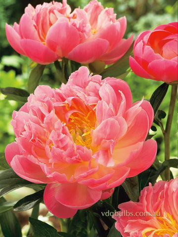 Pink Hawaiian Coral - Herbaceous Peony