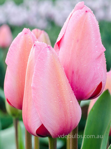 Pink Impression - Tulip