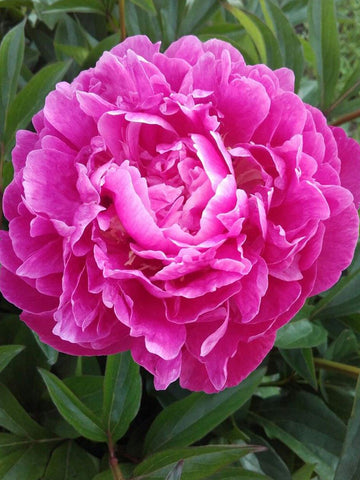 Pink Parfait - Herbaceous Peony