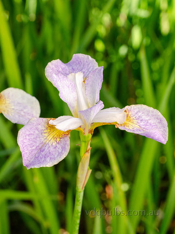 Pink Sparkle - Siberian Iris