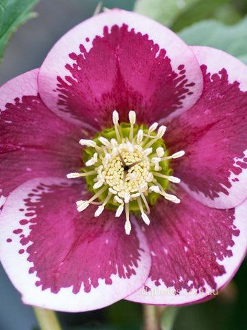 Pink Spotted Single - Hellebore