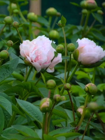 Pink Vanguard - Herbaceous Peony