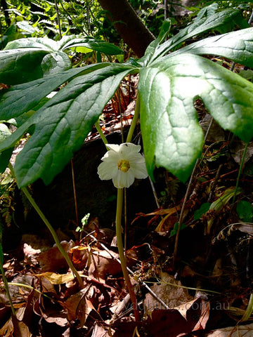 Podophyllum Peltatum