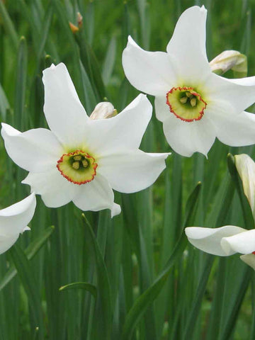 Poetry in Motion - Daffodil