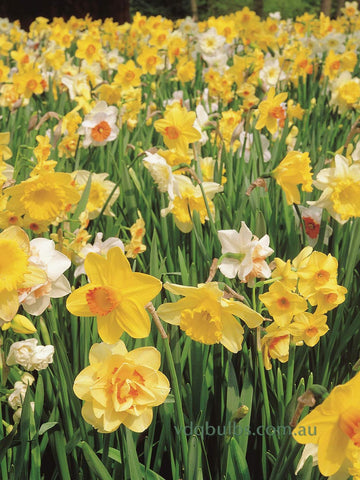 Premium Mixed Daffodils