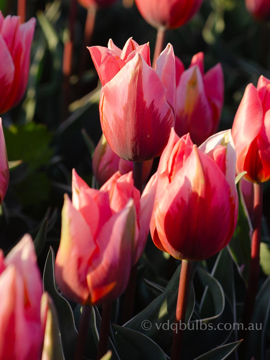 Pretty Princess - Tulip | VDQ Bulbs