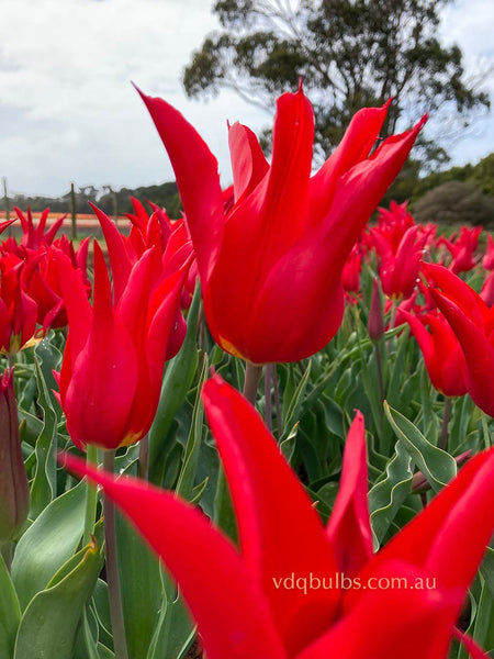 Pretty Woman - Tulip