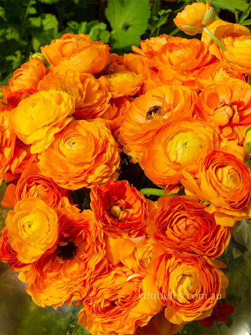 Primo Arancione - Orange Ranunculus