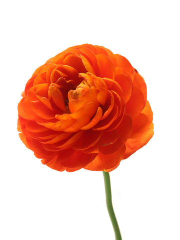 Primo Arancione - Orange Ranunculus