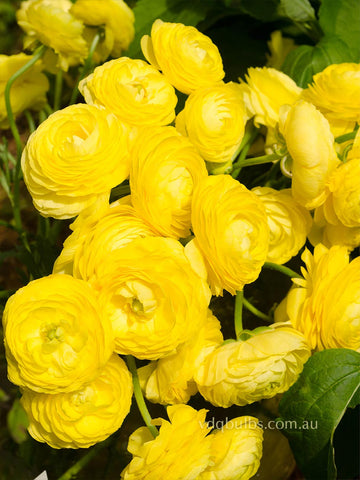 Primo Limone - Yellow Ranunculus