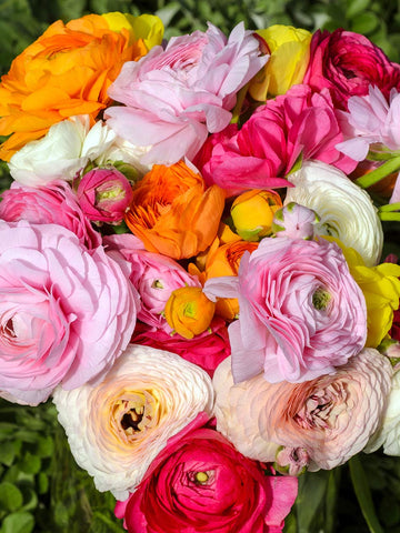 Primo Mixed Ranunculus