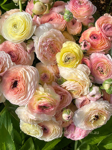 Primo Pastello - Soft Pink Ranunculus