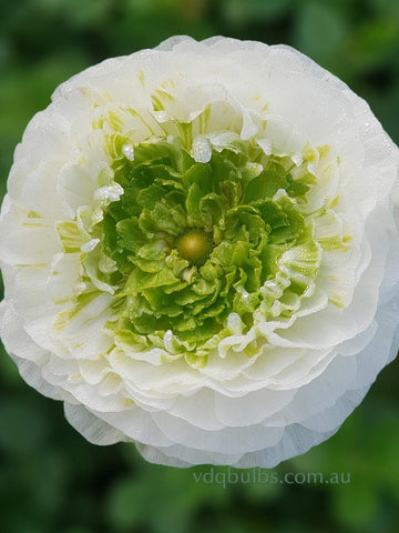 Primo Regina - White and Green Ranunculus