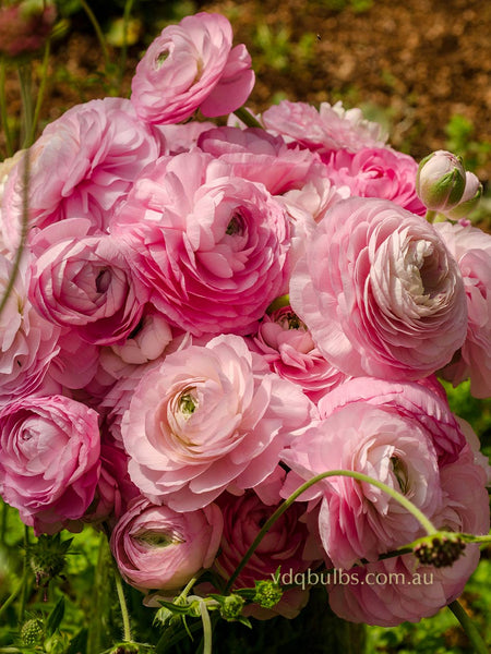 Primo Rosa Chiaro - Light Pink Ranunculus