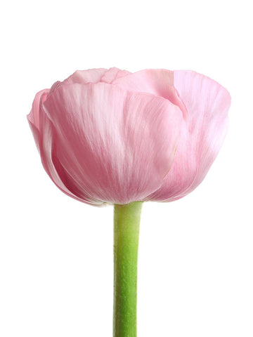 Primo Rosa Chiaro - Light Pink Ranunculus