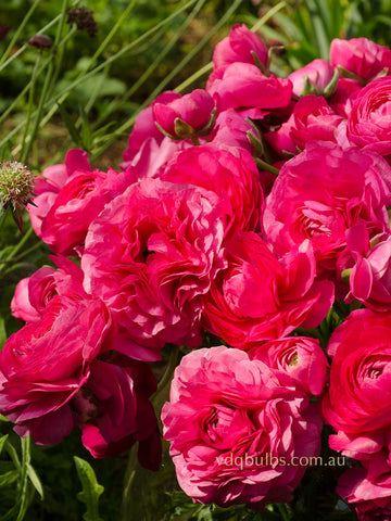 Primo Rosa - Rose Pink Ranunculus